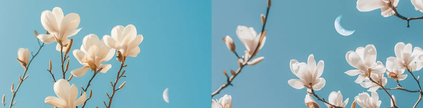 极简主义清新春天蓝天白云木兰花艺术摄影海报midjourney关键词咒语