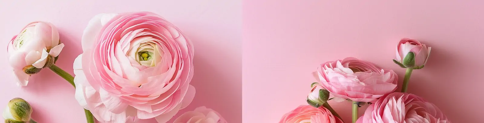 春天美丽粉色毛茛花鲜花植物海报midjourney关键词咒语