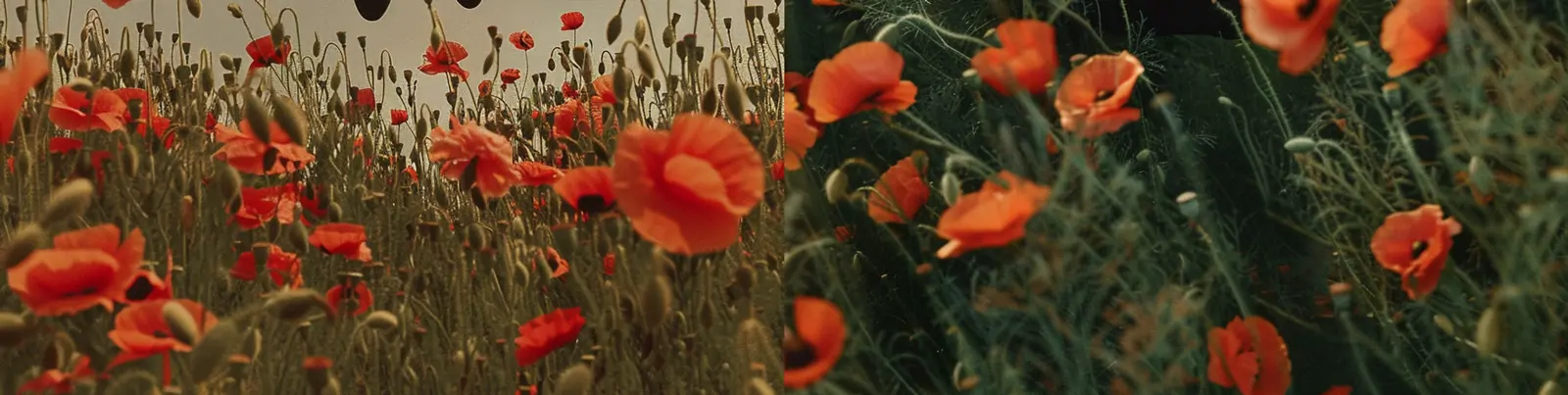 创意金发男子漂浮空中罂粟花背景摄影海报midjourney关键词咒语