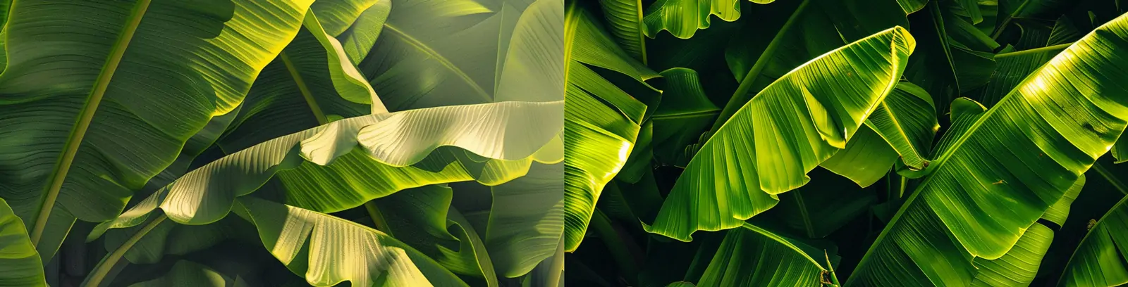 绿色植物阳光下的香蕉叶摄影海报背景midjourney关键词咒语