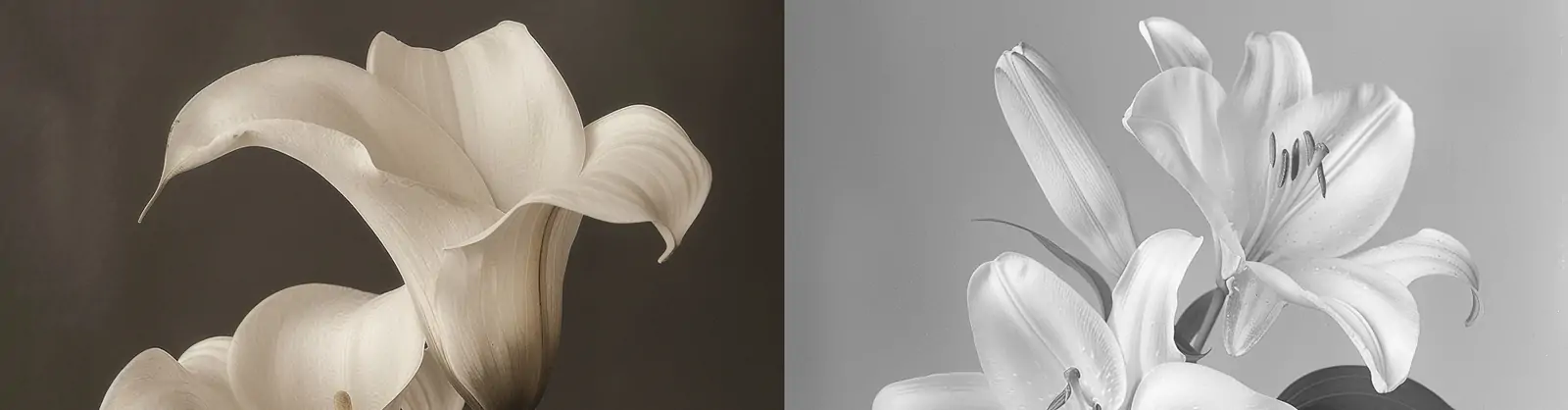 干枯长茎百合花植物黑白摄影海报midjourney关键词咒语